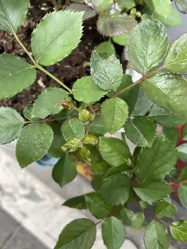 月季叶子为何这样