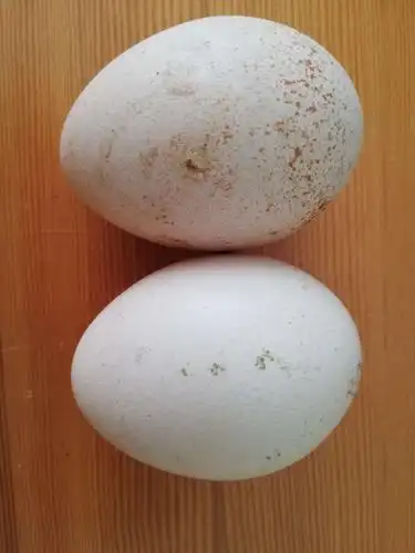 另外孔雀蛋中锌含量很高,是人体补锌的天然食源,特别适合儿童,老人