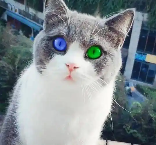 这是一只典型的异瞳猫,除了不同颜色的两颗大眼睛,面部五官的排列和