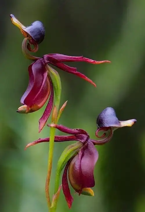 飞鸭兰(flying duck orchid)这是一种仅产于澳洲的地生兰,其花朵侧面