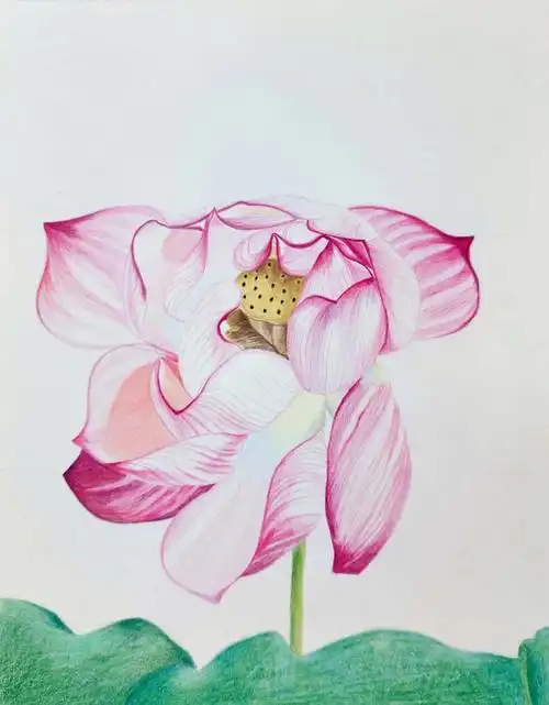荷花彩铅画