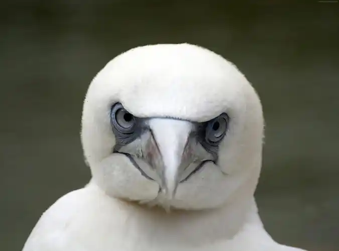 猫头鹰白动物鸟性质闭上你的眼睛水平1080x2280分辨率查看