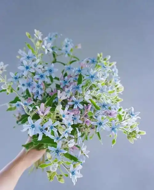 花材分享 | 蓝星花清新93 爱的蓝精灵花语:互相信赖的心,把握现在