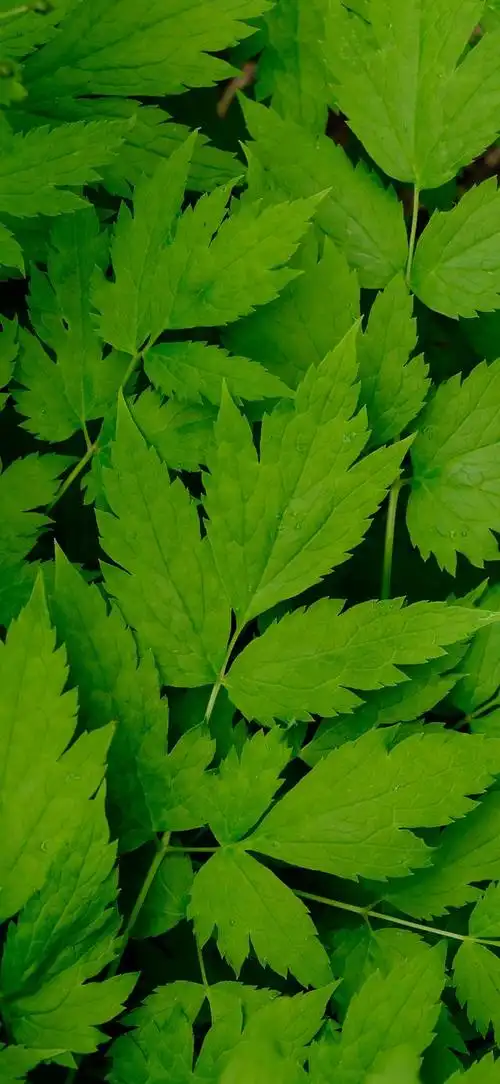 最新超清护眼手机壁纸(100张绿色护眼手机壁纸)(88)