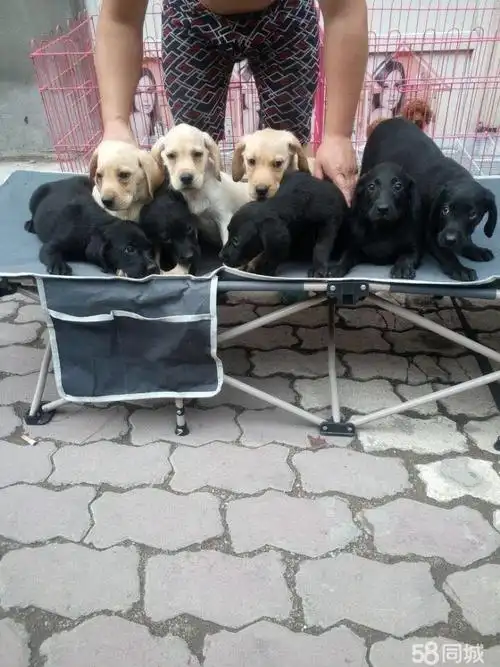 【图】拉布拉多找新家,快关注吧 - 二道宠物狗 - 长春58同城