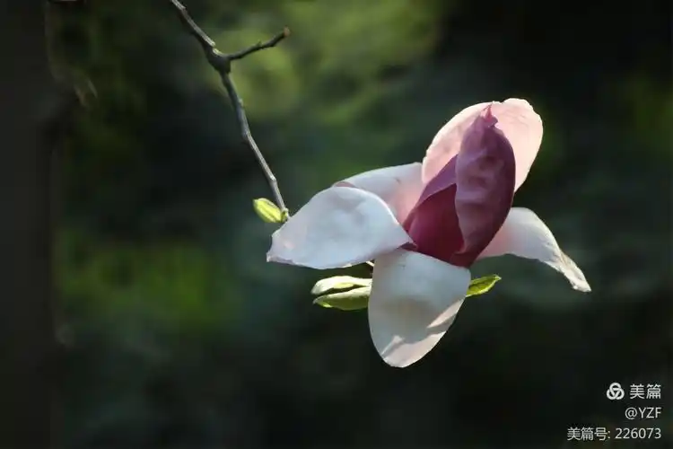 花飞花谢花满天