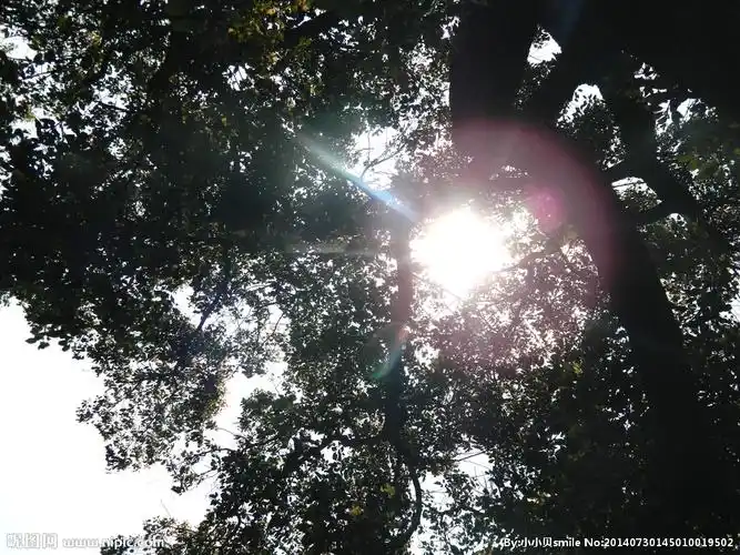 阳光透过树的缝隙