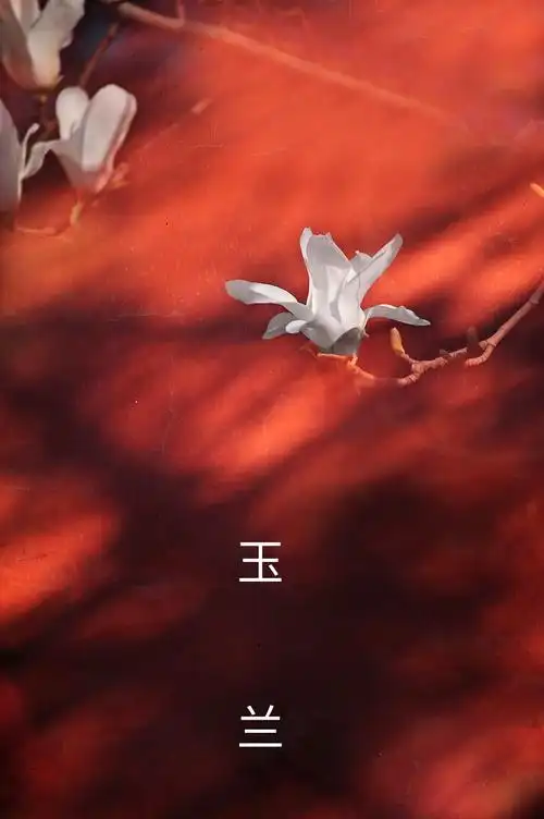 红墙下的玉兰花