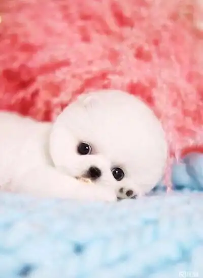 好可爱,茶杯犬!爱了,爱了.