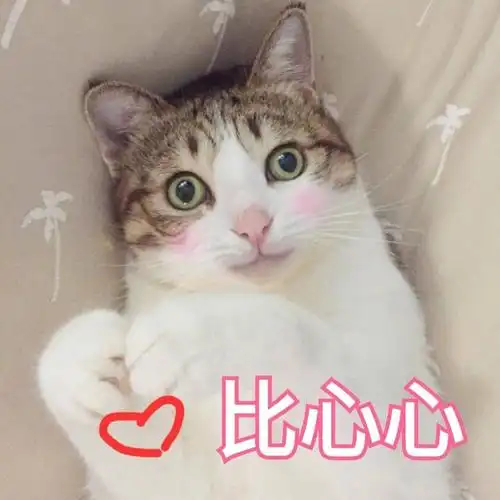 可爱猫咪比心心一波斗图杂图合集斗图斗图表情
