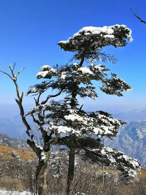 正义之狮:第六次登秦岭光头山,赏:瑞雪,雪松,蓝天.2019.03.03