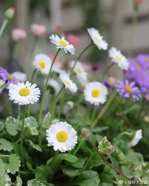 植物大赏|重点推荐品种:原生小雏菊关键词:野生感,小清新,古典气质