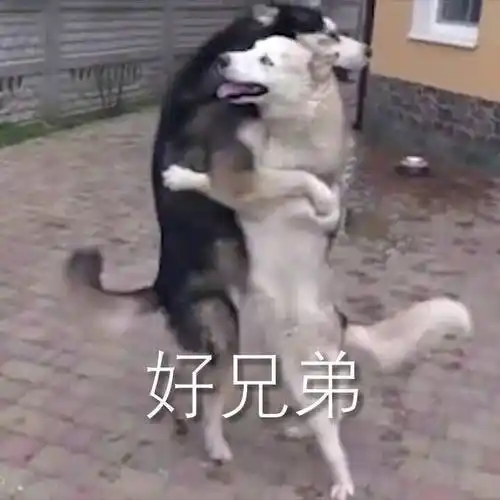 好兄弟汪星人相拥汪星人相拥兄弟表情