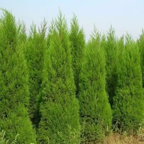 四季常青柏树苗松柏塔柏宝塔松桧柏树苗清明墓地松树易成活工程苗