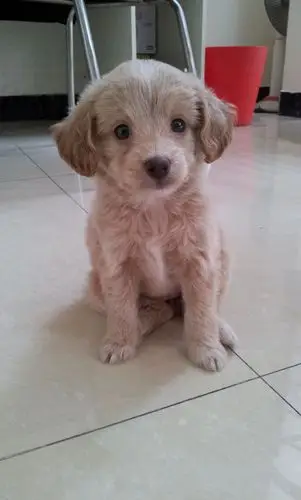 前两天领养只狗狗,狗主人说是金毛,但是毛卷卷的,看上去像是贵宾毛.