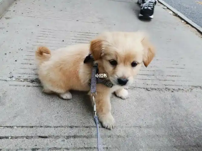 金毛串串幼犬