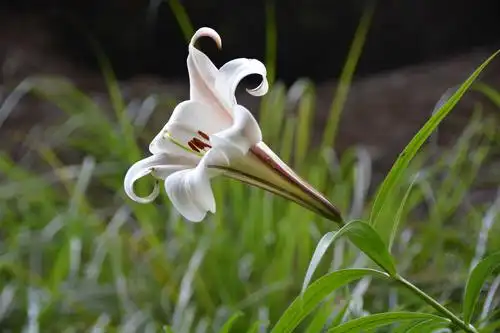 岷江百合,百合科百合属植物,又叫王百合,千叶百合,称崖半花,喇叭花