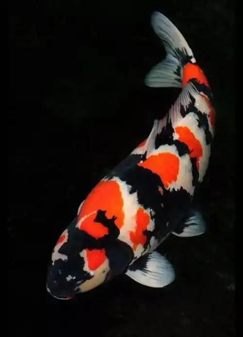 锦鲤图片,转运的好运锦鲤图集(锦鲤图片求好运)