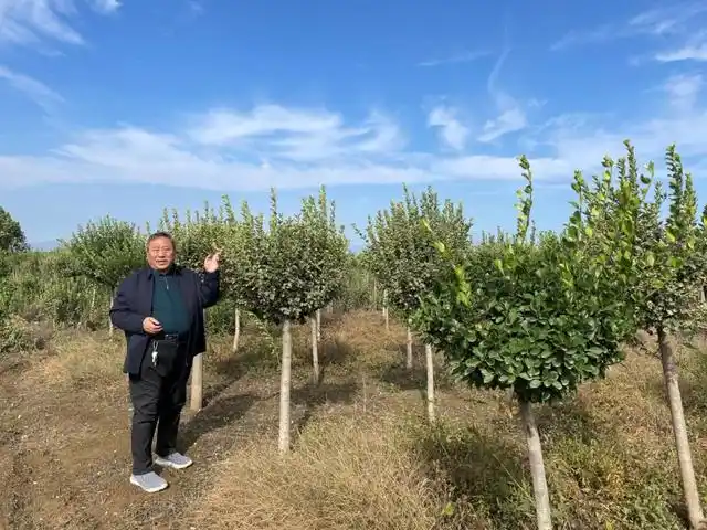 王小屯村旧貌换新颜