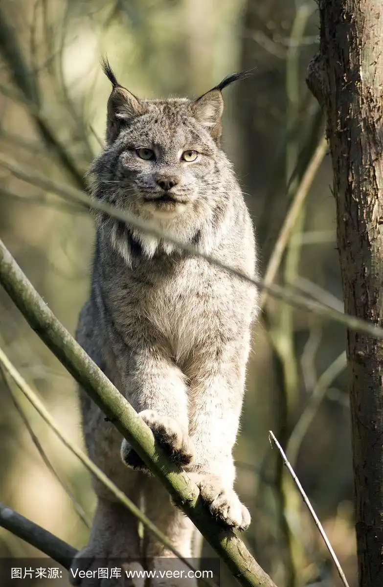 美洲山猫,野生动物,开端,捕猎行为,垂直画幅