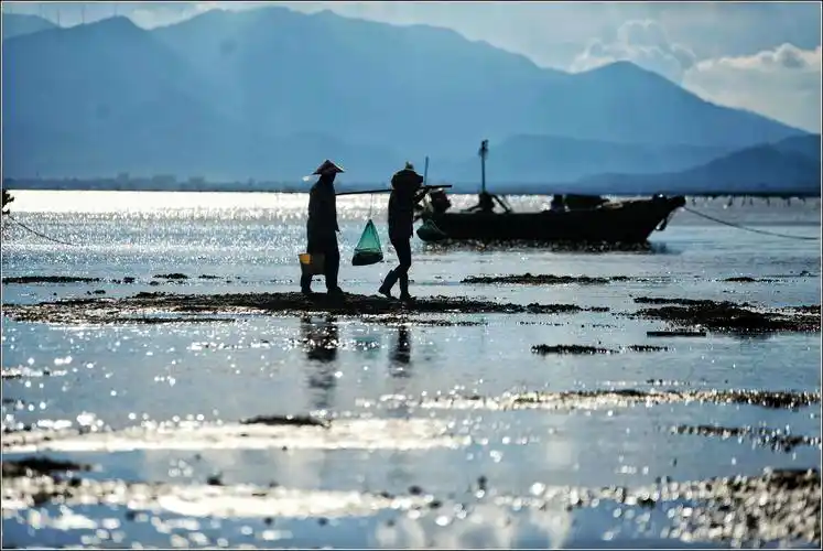 踏浪而归广东阳江海边渔民趁下午退潮时下海捕鱼收螺黄昏时分大海涨潮