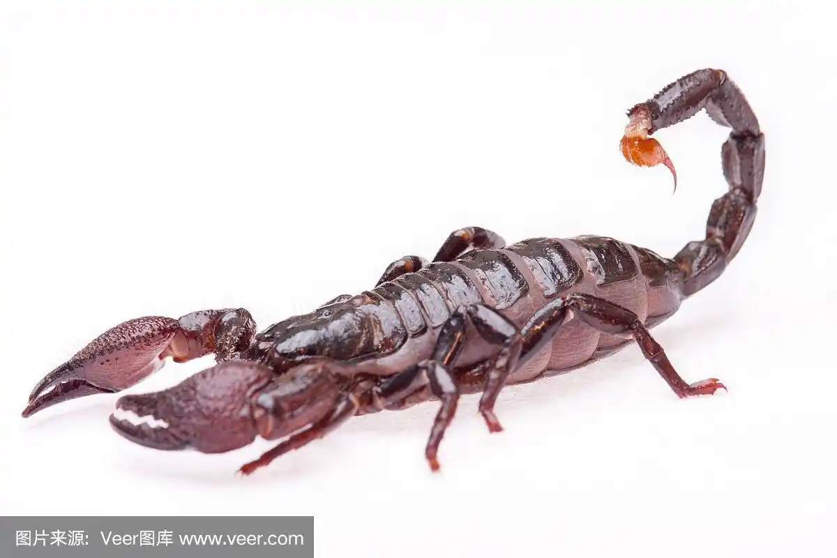 帝王蝎,非洲,动物主题,野生动物,蜘蛛纲