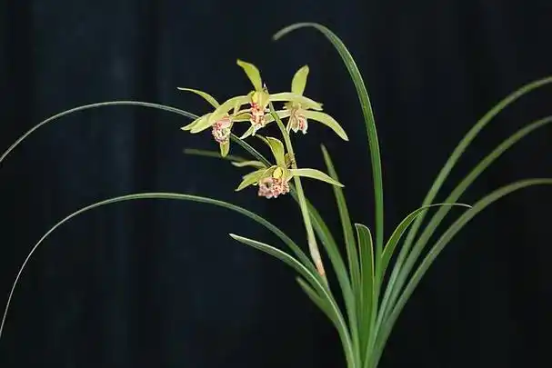 花中四君子之兰花