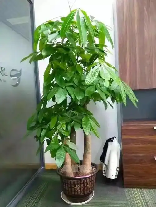 招财树要怎么养才旺盛 注意这3点招财树枝叶翠绿繁茂更漂亮