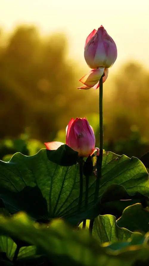 "绿色沁源 影动荷花"主题摄影大赛获奖作品赏析