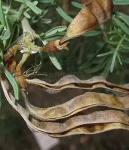 麻豆属直立常绿灌木植物,幼枝黄绿色,后变成黄褐色,树皮灰黑色.