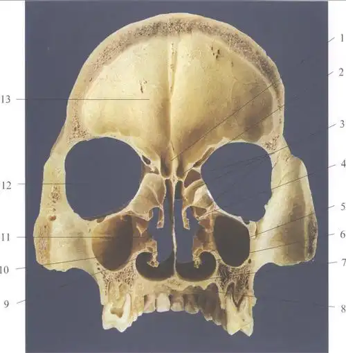 图2-30 颅冠状切面-口腔颌面及颈部临床解剖学-医学