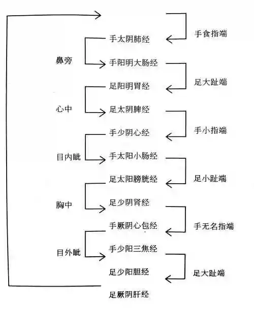 十二经脉的循行走向