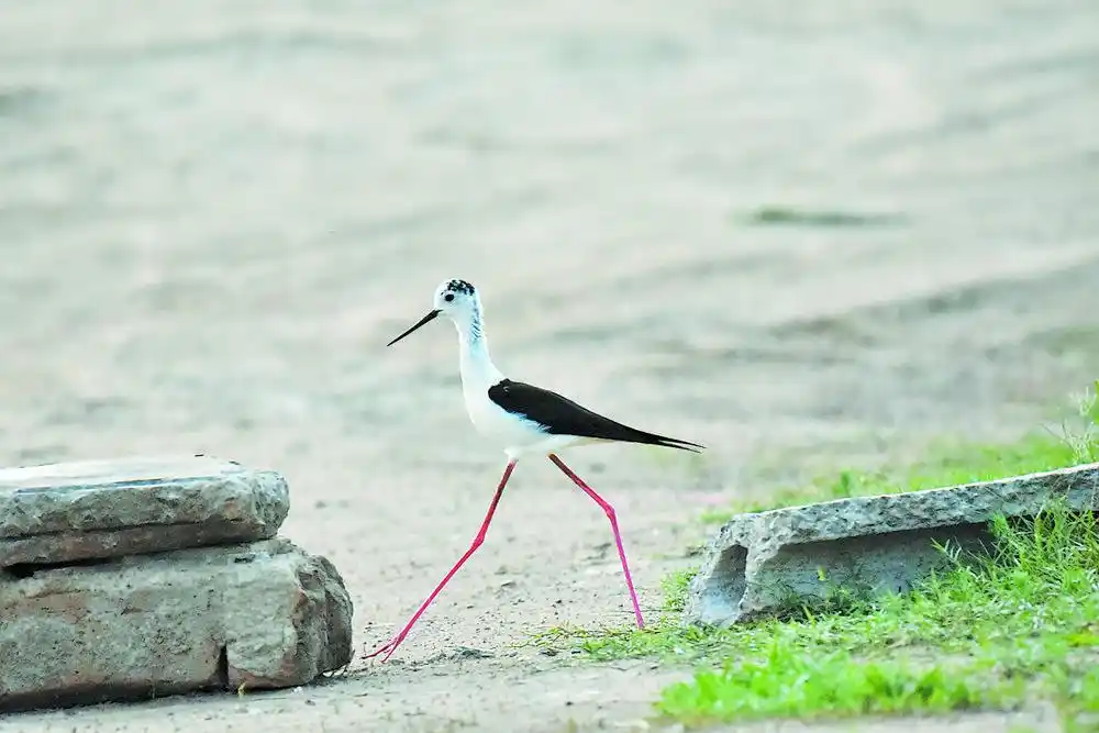 爱鸟周特稿菏泽处处闻啼鸟②黑翅长脚鹬湖畔翩翩舞