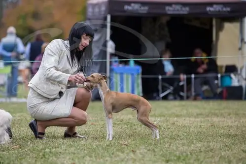 2014 bathurst & district kennel club – 10th may