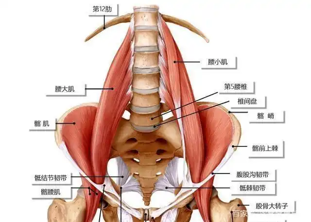 腿粗,腰酸背痛,臀部伸直,都是髂腰肌张力太弱