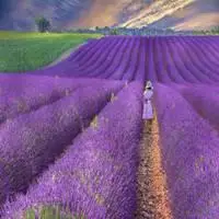 紫色薰衣草头像意境图_微信头像图片大全