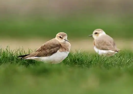 p>东方鸻(学名: i>charadrius veredus /i>):属小型 a target="