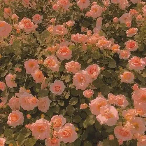 唯美治愈系背景图