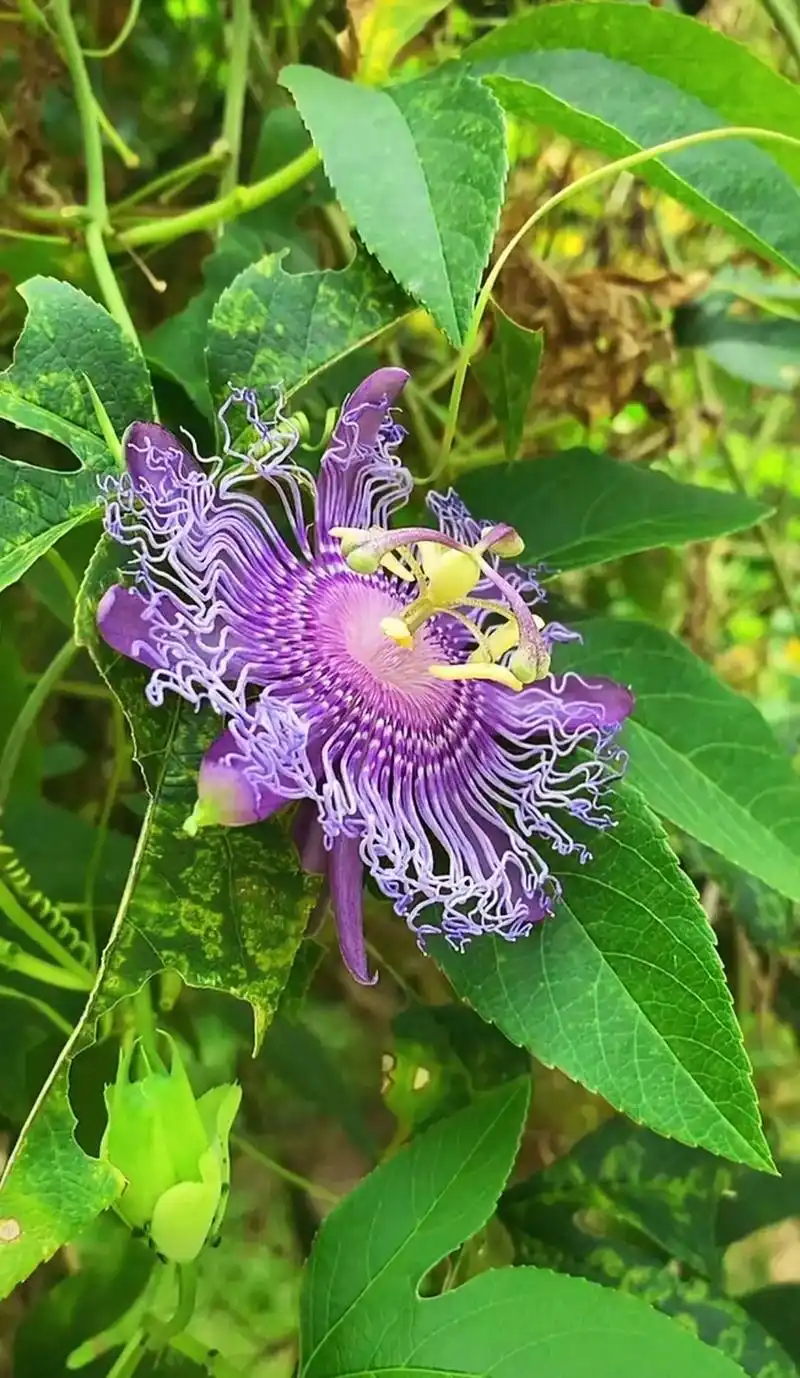 别样的风景,别样的花(二十)#奇花异草#花的世界很美很奇妙# - 抖音