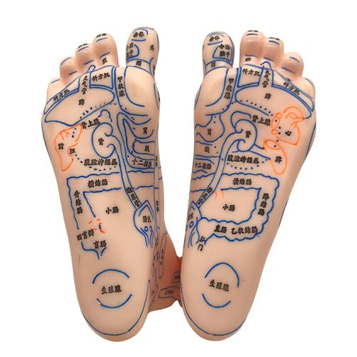 经络通清晰足底反射区模型脚底按摩点穴足部经络穴位图脚模形足疗 19