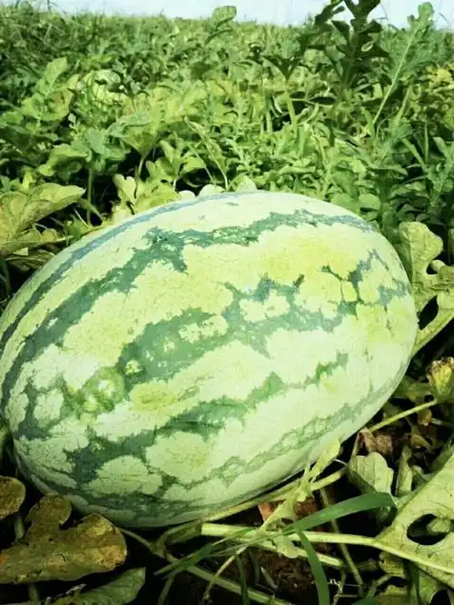 2019辽宁新民市甜王西瓜代办代发全国西瓜代发