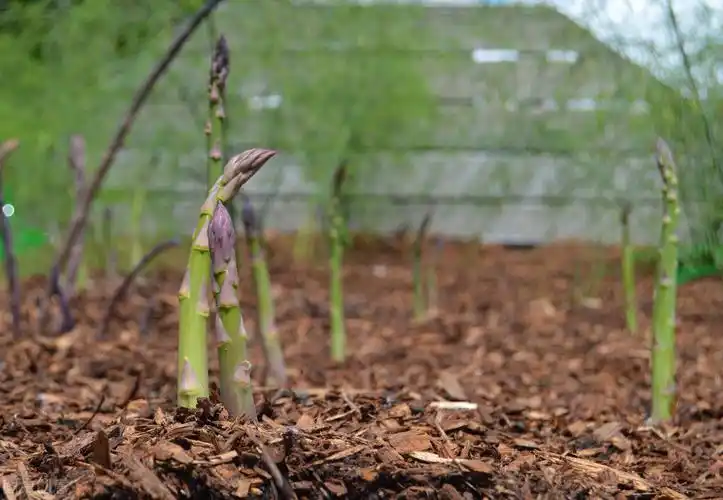 芦笋种植技术和管理视频