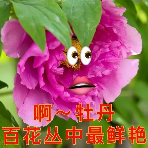 啊牡丹百花丛中最鲜艳七夕表情包七夕牡丹母单母单母单七夕布谷鸟不孤
