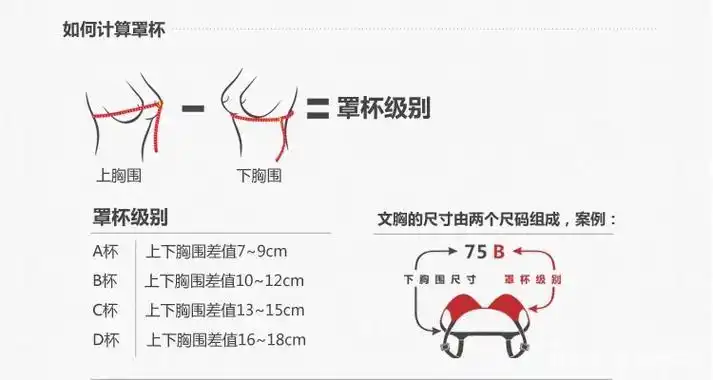 罩杯级别和计算方法