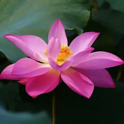 妈妈们用的荷花头像图片