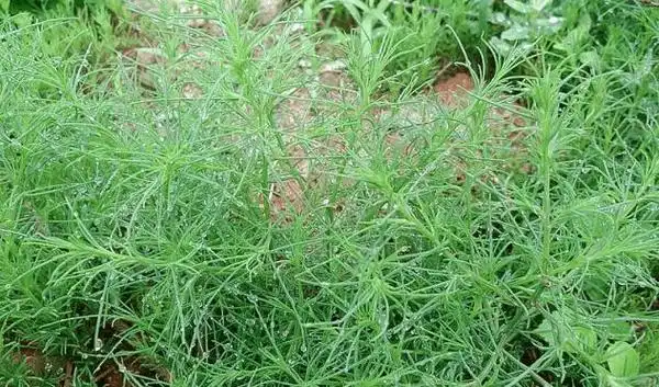 丁丰民】民勤乡村乡土记忆:67篷棵,篷灰,篷灰面|庄稼|面条|蓬灰