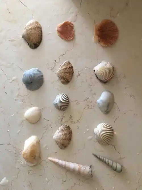 海边捡贝壳 党偲淇