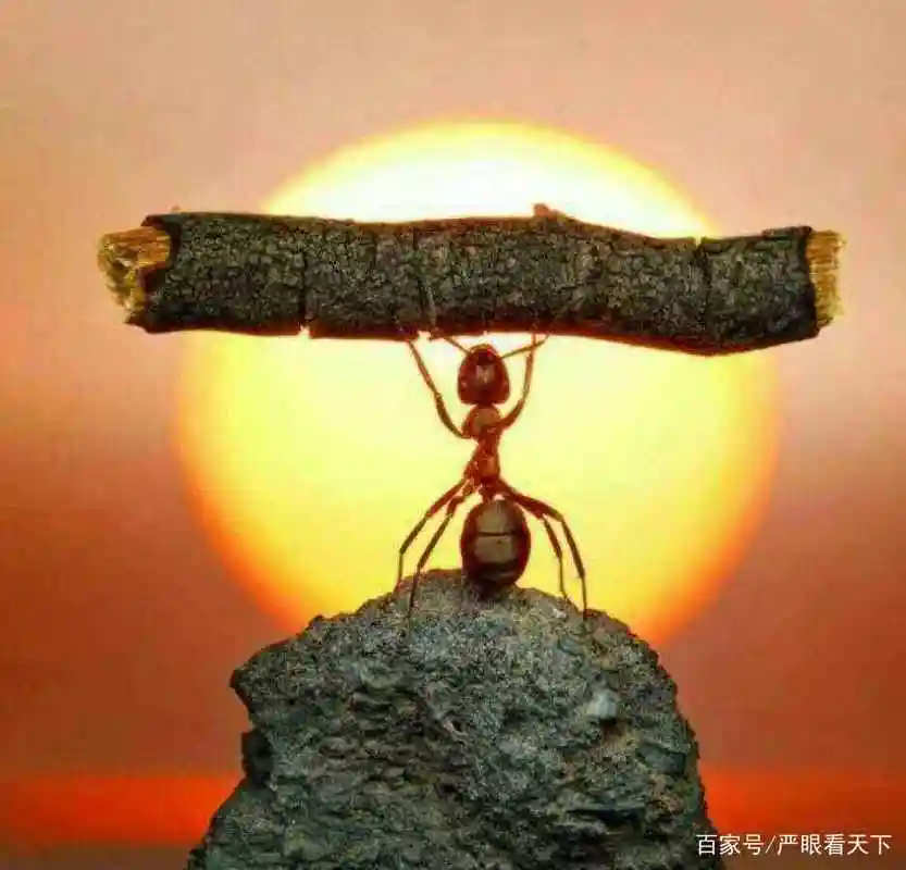 大陆卖31元的立陶宛酒在台卖137元,台湾到底能买来多少邦交国?