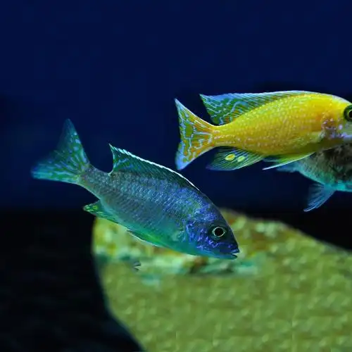 鲷鱼随机5条三湖慈鲷鱼杂鲷鱼岩栖卷北萨伊蓝骷髅蝴蝶鱼大型热带鱼