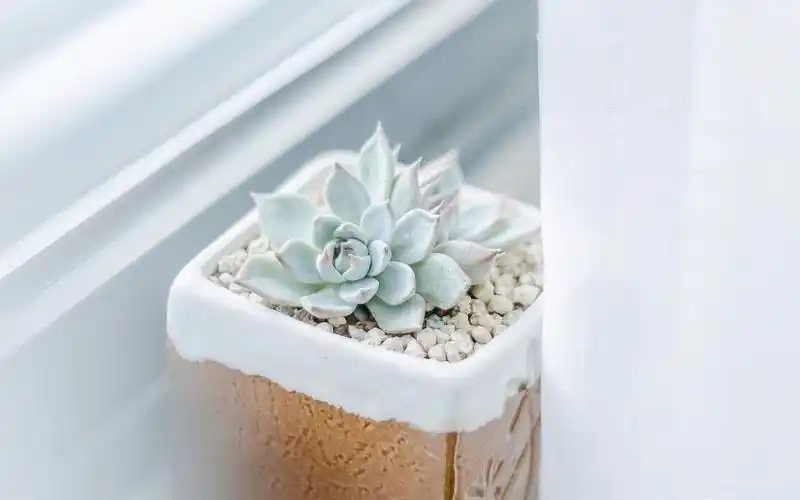 小清新室内唯美静物高清图片桌面壁纸